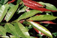 Excoecaria cochinchinensis